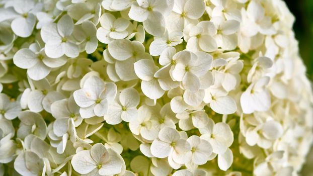 beautiful white flowers on a fluffy branch.