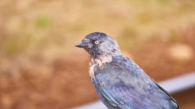 Black bird portrait. blur background color