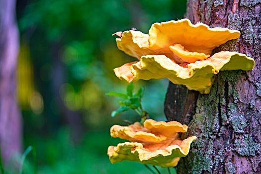 Chaga mushroom Inonotus obliquus on the trunk of a tree . Closeup. Bokeh background