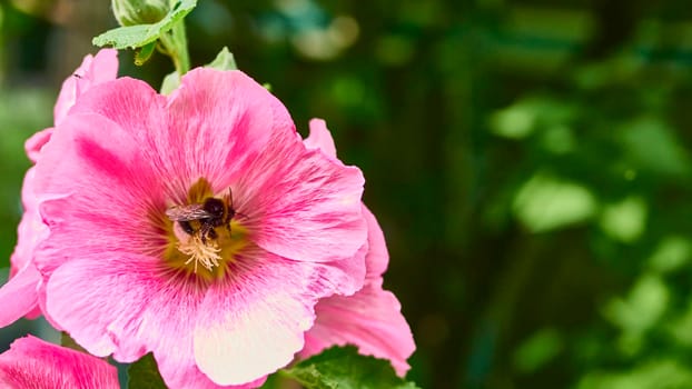 Bumblebee collects pollen in flower bud