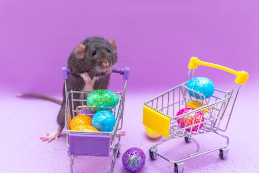 Happy Easter background. Easter eggs are colorful in a shopping basket on purple paper. Dumbo rat stands on its hind legs and leans on a basket. Holiday concept. Copy space for text