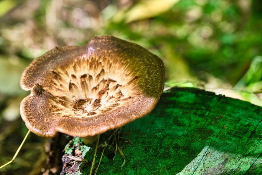 Beautiful closeup of forest mushrooms. Gathering mushrooms. Mushrooms photo, forest photo, forest background