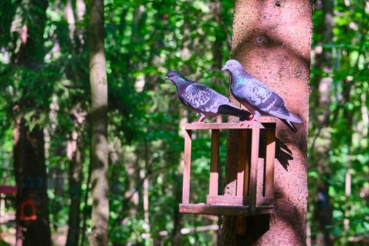 bird feeder in the city park. general plan