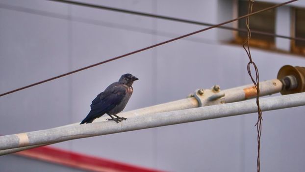 birds sit on iron beams. color