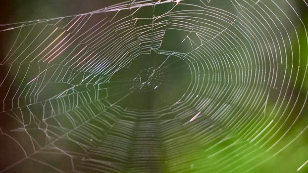 beautiful web in the wild forest. general plan