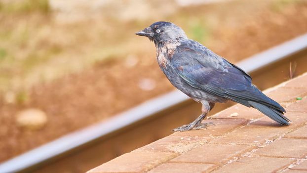 Black bird sits on the peron of the station. general plan