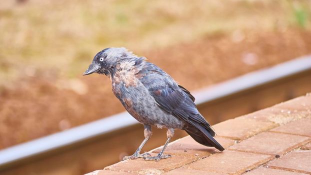 Black bird sits on the peron of the station. general plan