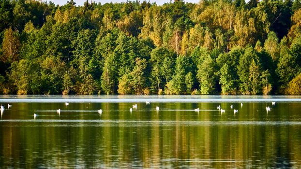 birds swim in the pond against the backdrop of the autumn forest