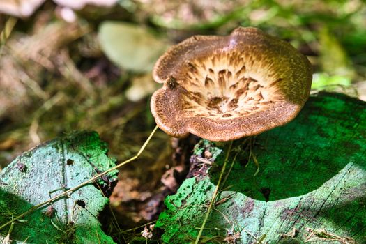 Beautiful closeup of forest mushrooms. Gathering mushrooms. Mushrooms photo, forest photo, forest background