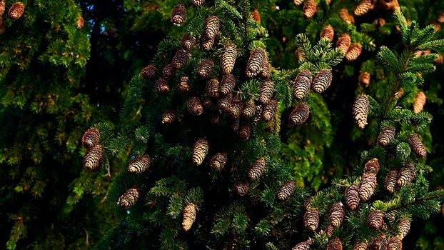 Branches ate with cones. The background of the Christmas card.