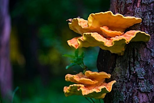 Chaga mushroom Inonotus obliquus on the trunk of a tree . Closeup. Bokeh background