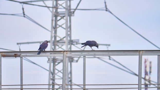 birds sit on iron beams. color