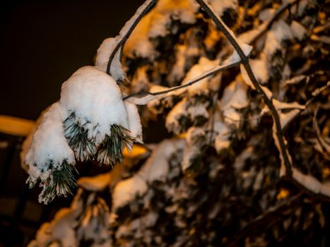 A snow-covered branch. Beautiful winter landscape with snow-covered trees.