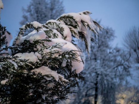 A snow-covered branch. Beautiful winter landscape with snow-covered trees.