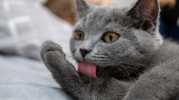 British cat, portrait kitten on a colored background