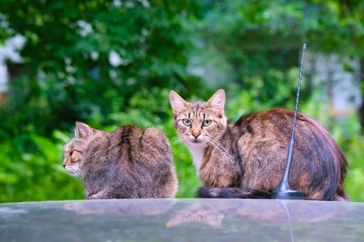 The cat lies on the hood of a car in the yard of the house