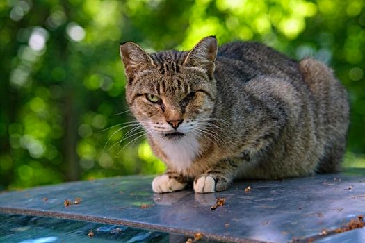 The cat lies on the hood of a car in the yard of the house