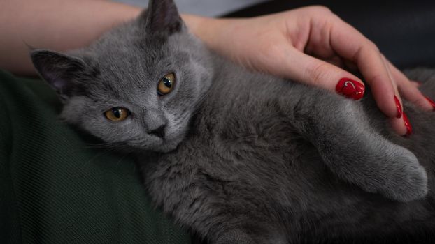 British cat, portrait kitten on a colored background