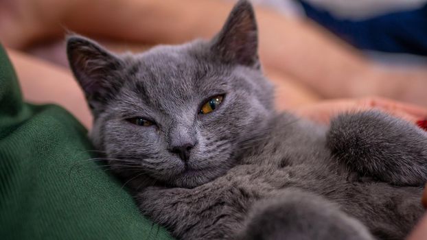 British cat, portrait kitten on a colored background