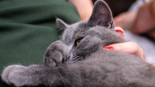 British cat, portrait kitten on a colored background