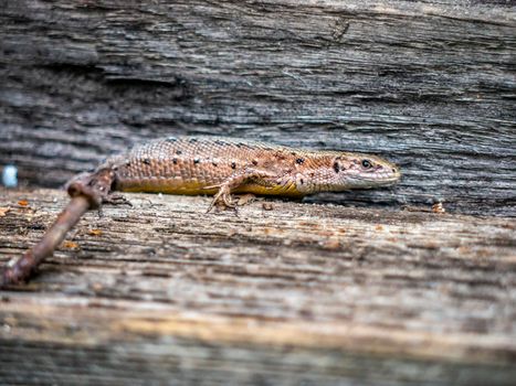 A small lizard with a tail basks in the sun in the summer sitting on wooden boards in the park. nature light