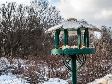 homemade bird feed in winter city park