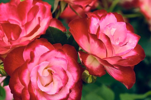 macro photo of beautiful red flowers. color