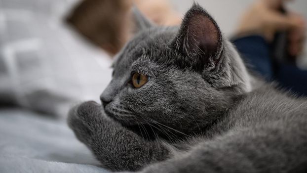 British cat, portrait kitten on a colored background