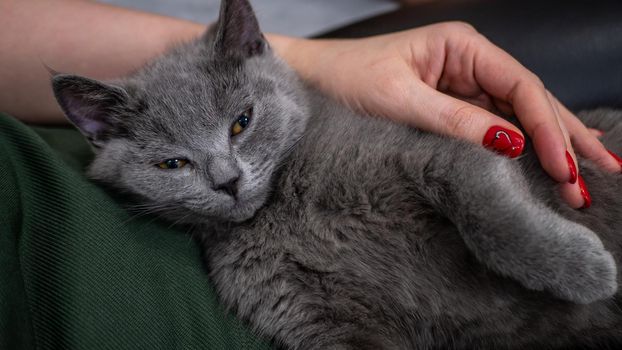 British cat, portrait kitten on a colored background