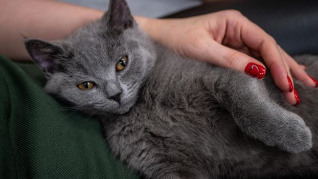 British cat, portrait kitten on a colored background