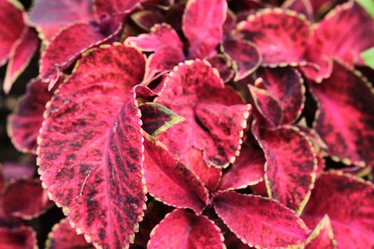 beautiful burgundy plant in the garden. color nature.