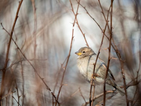 A timid brown little sparrow sits on a branch, a bird in the thick branches of an acacia tree. Wild and free nature. photo animalism. artistic blurring . low grip