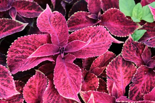 beautiful burgundy plant in the garden. color nature.