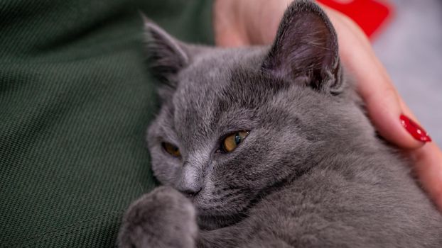 British cat, portrait kitten on a colored background