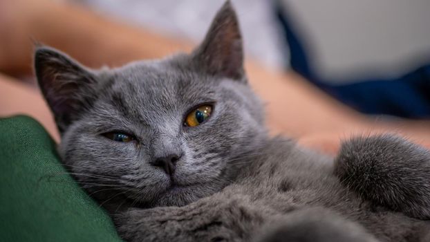 British cat, portrait kitten on a colored background