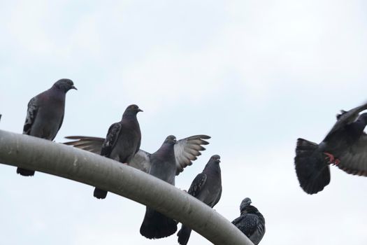 urban pigeons sit on the chimney. general plan.