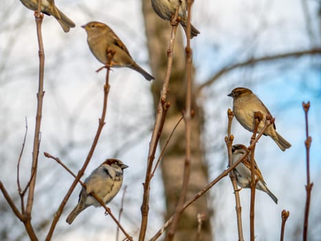 STREET brown sparrows perch on a branch, birds in the thick branches of an acacia tree. Wild and free nature. photo animalism. artistic blurring. low grip