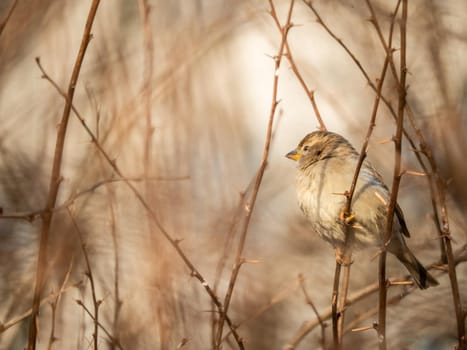 A timid brown little sparrow sits on a branch, a bird in the thick branches of an acacia tree. Wild and free nature. photo animalism. artistic blurring . low grip