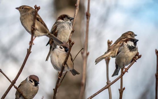 STREET brown sparrows perch on a branch, birds in the thick branches of an acacia tree. Wild and free nature. photo animalism. artistic blurring. low grip