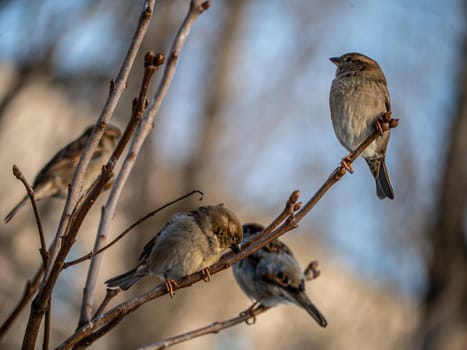 STREET brown sparrows perch on a branch, birds in the thick branches of an acacia tree. Wild and free nature. photo animalism. artistic blurring. low grip