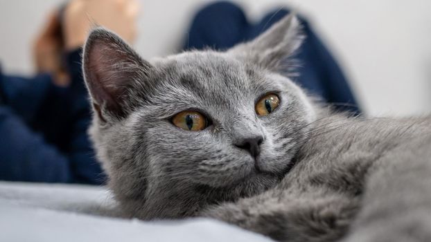 British cat, portrait kitten on a colored background