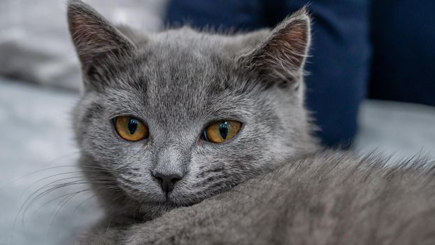 British cat, portrait kitten on a colored background