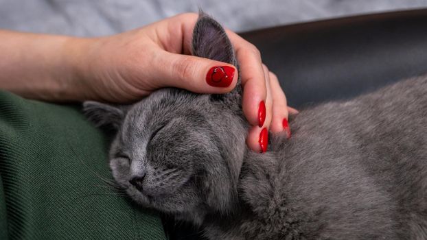 British cat, portrait kitten on a colored background