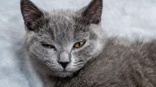 British cat, portrait kitten on a colored background