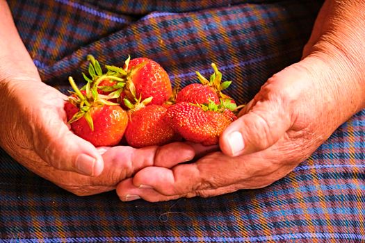 The strawberry in the hands of the elderly farmer.Who is planting and care process yield Organic Strawberry Fresh, clean and hygienic.