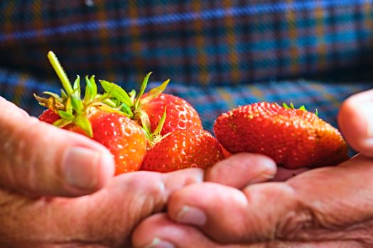 The strawberry in the hands of the elderly farmer.Who is planting and care process yield Organic Strawberry Fresh, clean and hygienic.