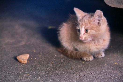 Homeless kitten sits under a car. general plan.