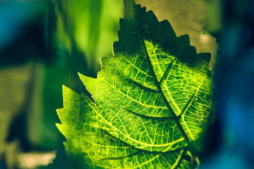 macro photo green sheet in beautiful light