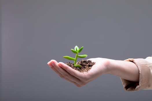 Close up of caucasian businesswoman holding plant seedling, isolated on grey background. business, technology, communication and growth concept.