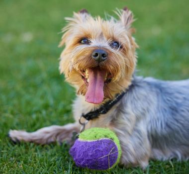 Cropped shot of a Yorkshire Terrier lying on the grass in the garden with his ball during the day.